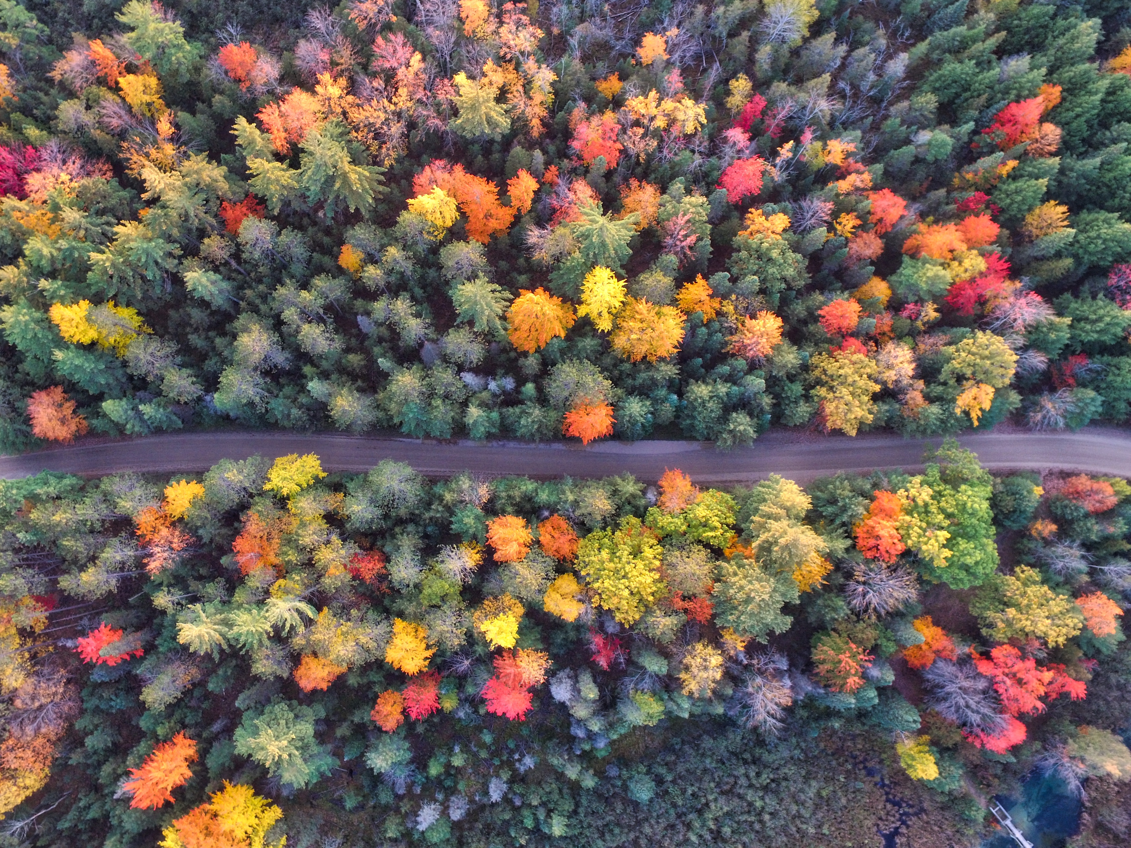 Photo of autumnal trees around road by Aaron Burden on Unsplash